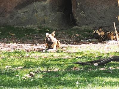 African painted dog