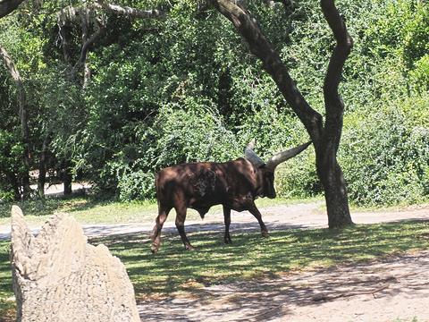 Anikole cattle