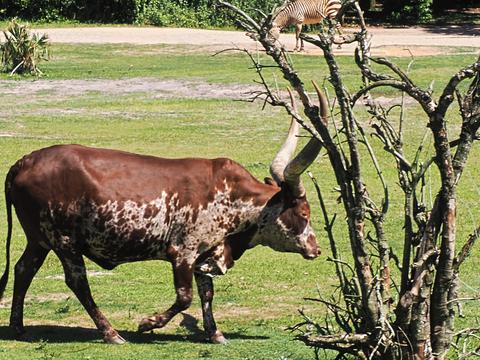 Anikole cattle #2