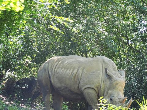 White rhino