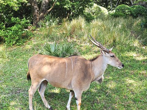 Greater Kudu