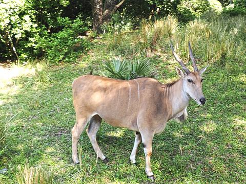 Greater Kudu #2