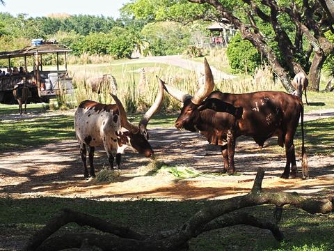 Anikole cattle #3