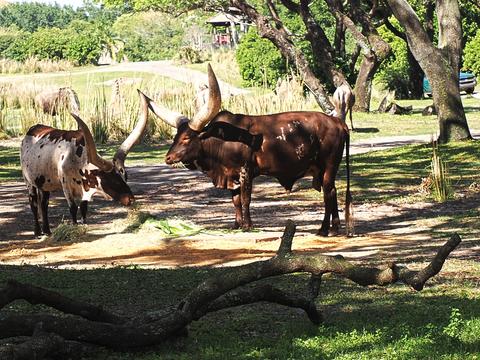 Anikole cattle #4