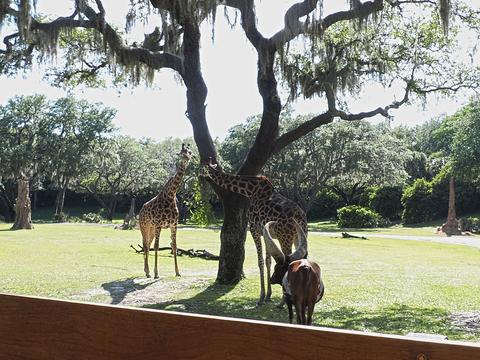 Giraffes #2