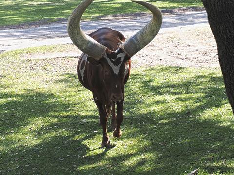 Anikole cattle #5