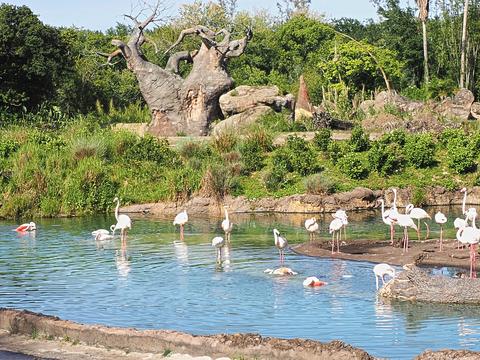 Flamingos