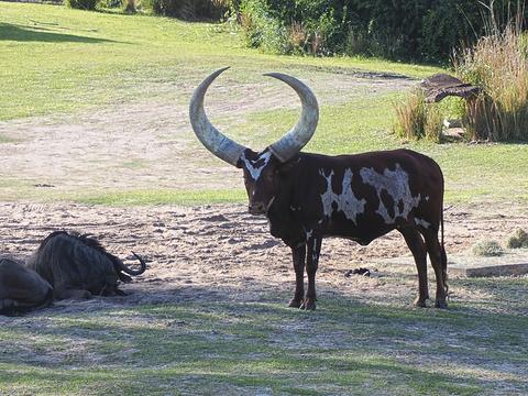 Anikole cattle #6