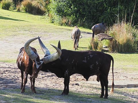 Anikole cattle #7