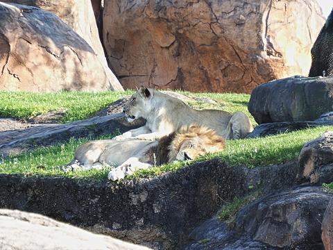 The king and queen at rest #2