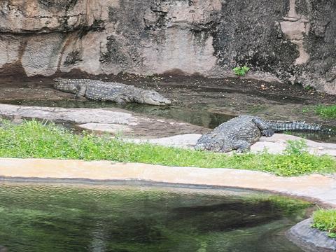 Nile crocodile