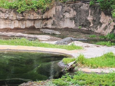 Nile crocodile #2