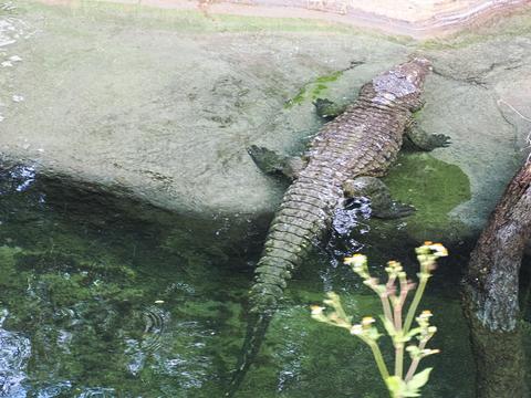 Nile crocodile #3