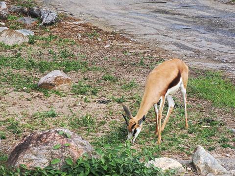 Gazelle #2