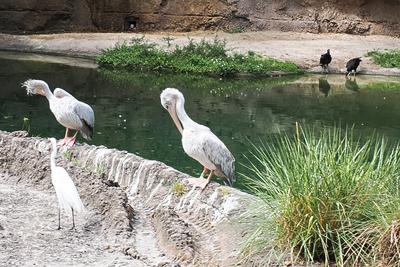 Pink-backed pelicans