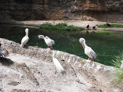 Pink-backed pelicans #2