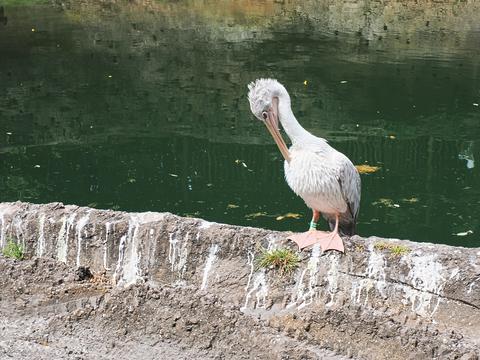 Pink-backed pelican #2