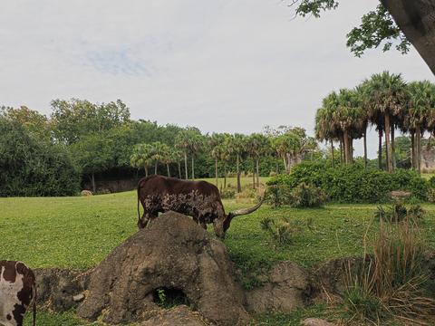 Anikole cattle #8