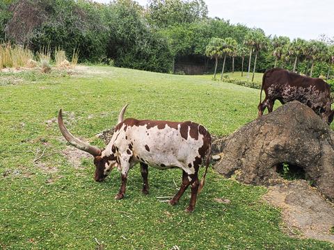 Anikole cattle #9