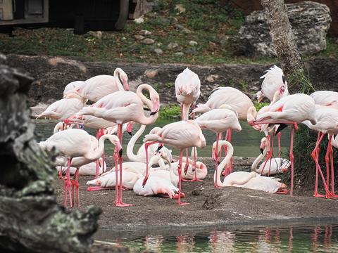 Flamingos #3