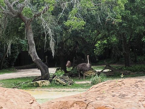 Ostrich