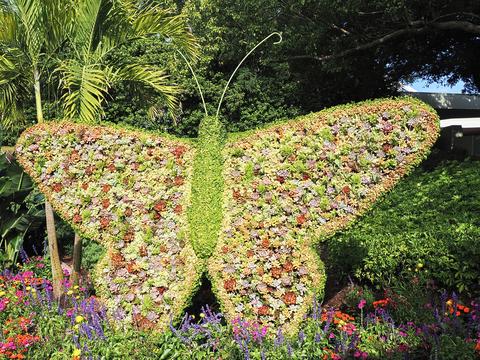 Butteryfly topiary