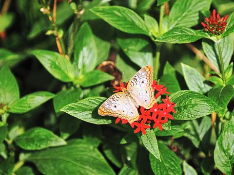 White peacock butterfly