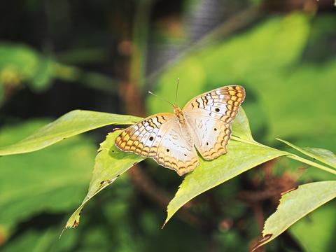 White peacock butterfly #2