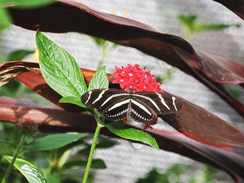 Zebra long-wing butterfly