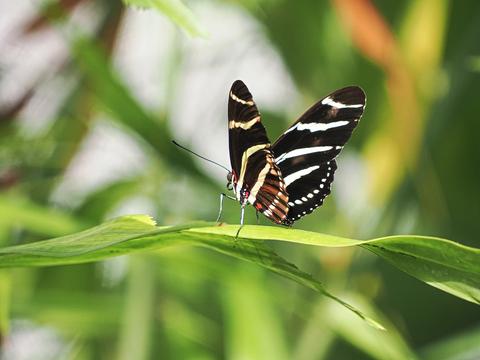 Zebra long-wing butterfly #2