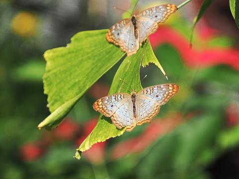 White peacock butterfly #3