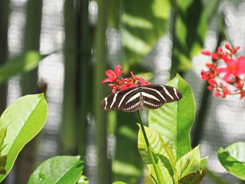 Zebra long-wing butterfly #3