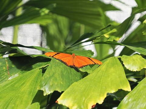 Leafwing butterfly