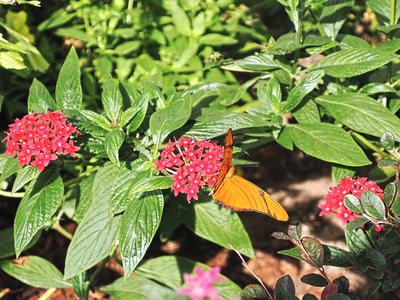 Leafwing butterfly #2