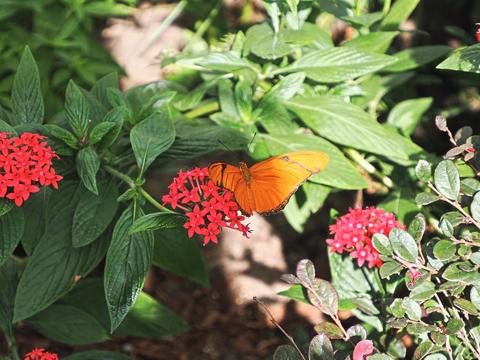 Leafwing butterfly #3