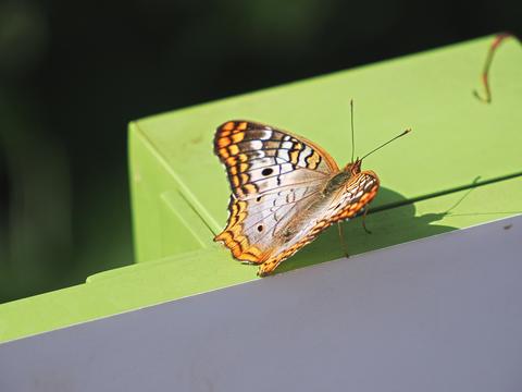 White peacock butterfly #5