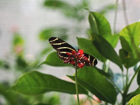 Zebra long-wing butterfly #4