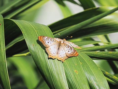 White peacock butterfly #6