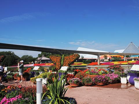 Butterfly topiary