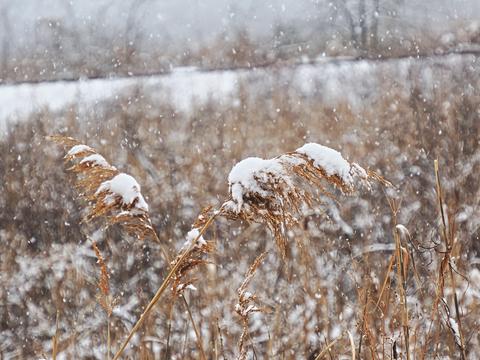 Snow cover