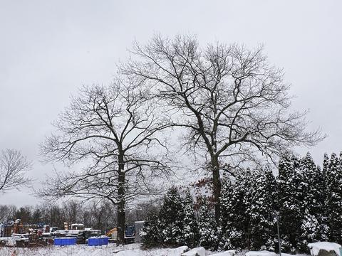 Winter trees