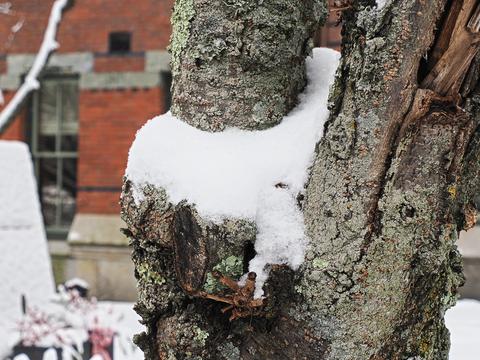 Snow on a tree