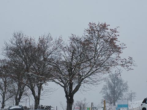 Snow covered trees