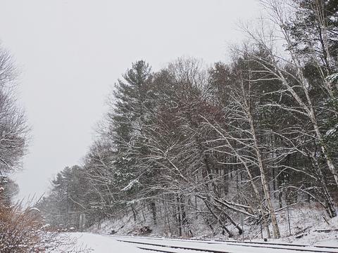 Snow covered trees #2