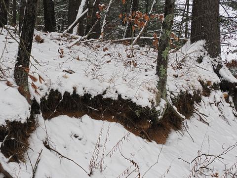 Snow over tree roots