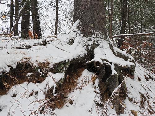 Snow over tree roots #2