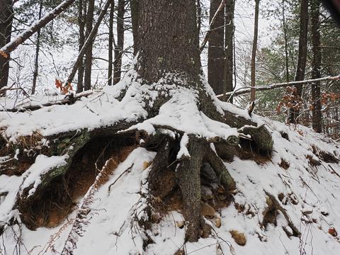 Snow over tree roots #3