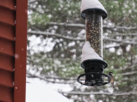 Chickadee at the feeder