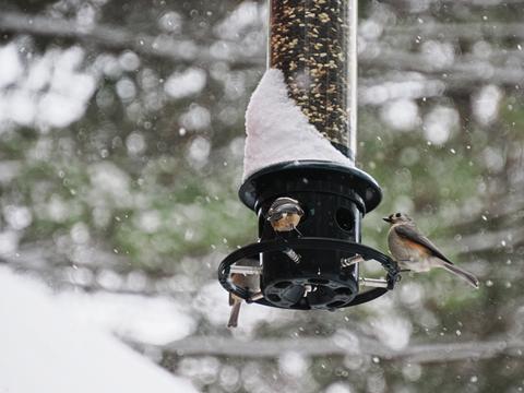 Tufted titmouse at the feeder