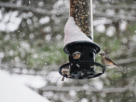 Tufted titmouse at the feeder #2